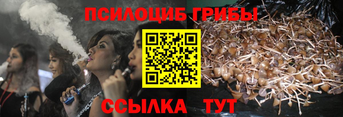 Сокол  Галлюциногенные грибы MAGIC MUSHROOMS  Вход с VPN  Псилоцибиновые грибы GOLDEN TEACHER 